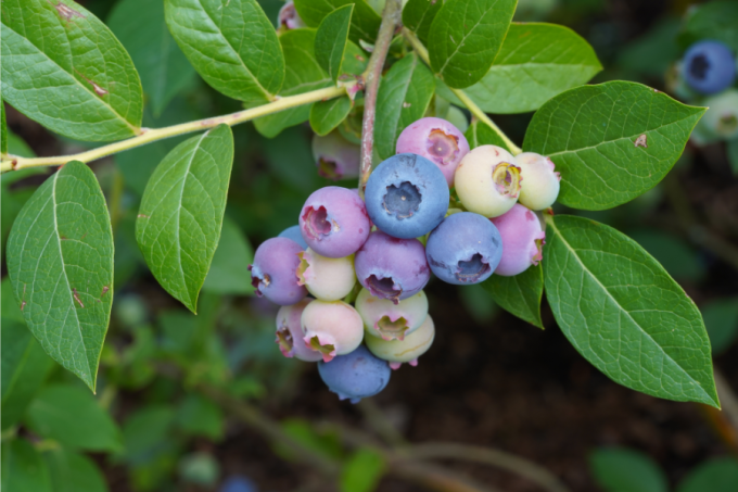 Vaccinium myrtillus